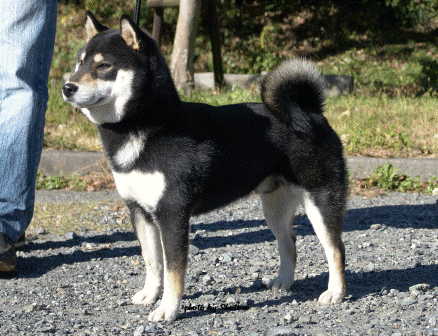 �M���Z�C�m�R�N�I�E�S�E