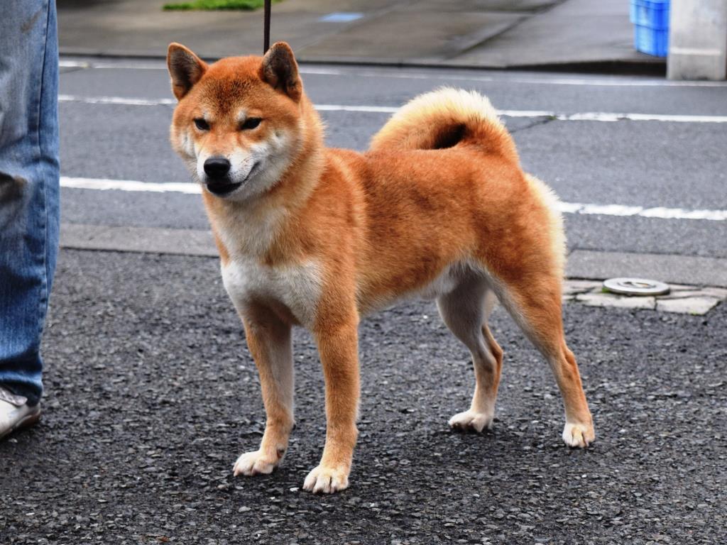 �n�N�t�E�S�E